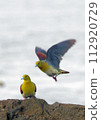 Blue pigeon_20020824_9386 112920729