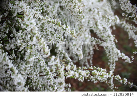 Yuki willow on a snowy morning Yuki willow on a snowy morning 112920914