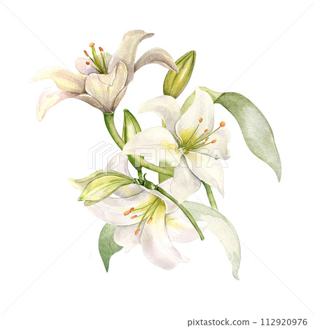 White lily and buds watercolor composition isolated on white. White flower botanical Illustration hand drawn. Lily bunch and leaves. Design for wedding invitation in church, christen, Easter card White lily and buds watercolor composition isolated on white. White flower botanical Illustration hand drawn. Lily bunch and leaves. Design for wedding invitation in church, christen, Easter card 112920976