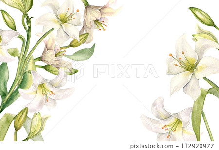 Floral border with white lilies. Lily and buds watercolor isolated on white. White flower and stem botanical Illustration hand drawn. Design for wedding invitation in church, christen, Easter card 112920977