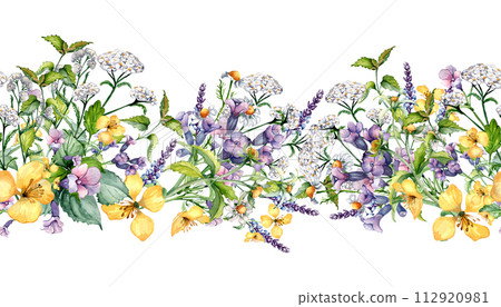 Seamless border of wild medicinal plant, herbs watercolor illustration isolated on white. Achillea millefolium, nettle, pulmonaria, celanine flower board hand drawn. Design for label, package, print 112920981
