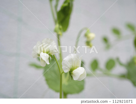green pea 112921071