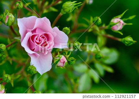 Pink rose Bonica with buds in the garden. Perfect for background of greeting cards 112921157