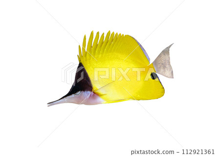 Fueyakkodai Summer image White background Fueyakkodai Summer image White background 112921361