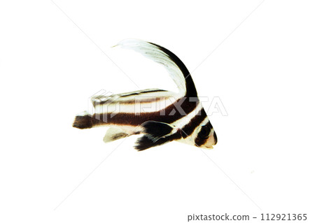 Spotted drum young fish white background Spotted drum young fish white background 112921365