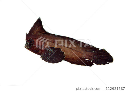 石魚白色背景 石魚白色背景 112921387