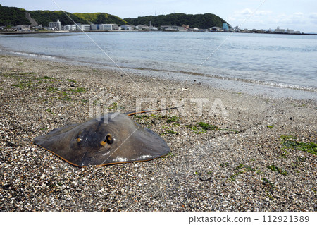 Stingray seaside stingray Stingray seaside stingray 112921389