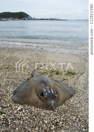 Stingray seaside stingray 112921390