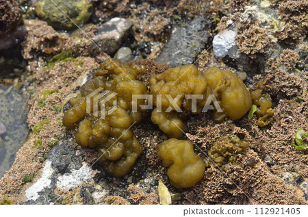 Nebarimo seaweed Nebarimo seaweed 112921405