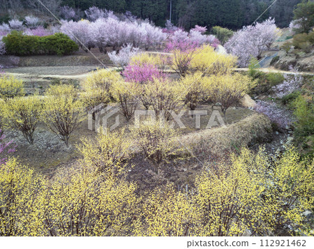 Peach Blossom aerial view 112921462
