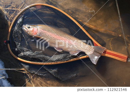 北海道東溪虹鱒魚 50cm 雄性 112921546