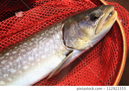 北海道東溪春季大美國鱒魚65cm 北海道東溪春季大美國鱒魚65cm 112921555