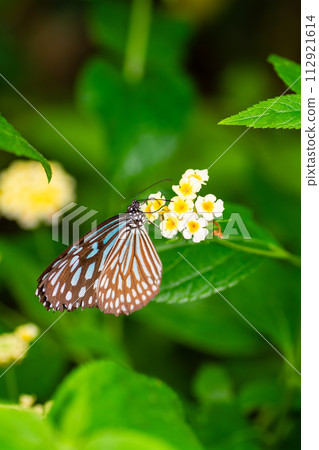 Ryukyu Asagi Madara Ryukyu Asagi Madara 112921614