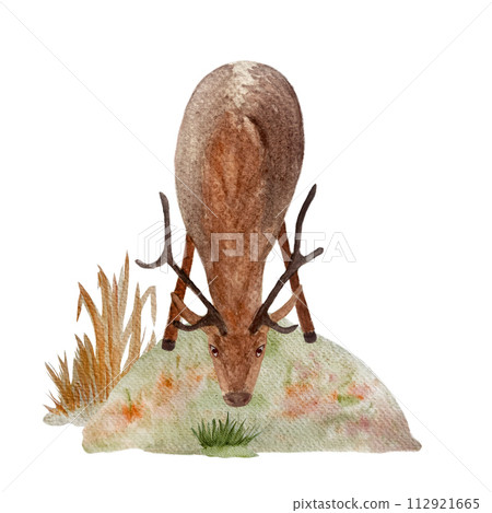 Deer watercolor flat composition isolated on white Deer watercolor flat composition isolated on white 112921665
