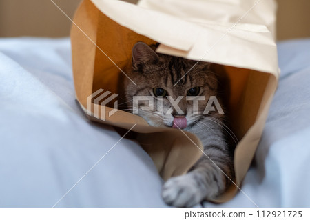 Cat in a paper bag Sabatra cat 112921725