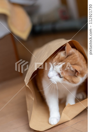 Cat in a paper bag brown tabby white 112921730