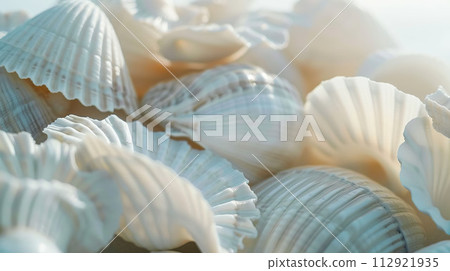 sand, shell, seashell 112921935