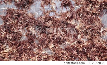 Funori dried on the coast Funori dried on the coast 112922035