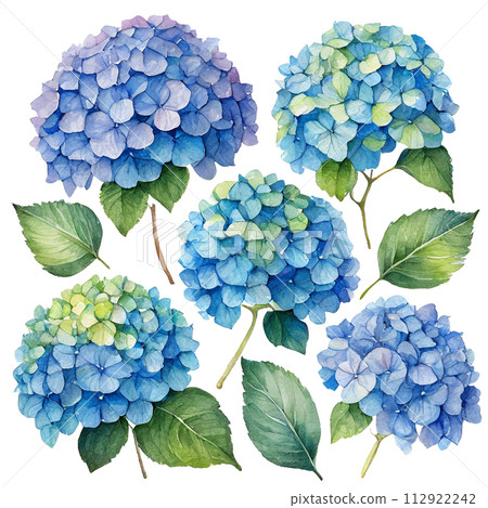 帶有水彩觸感的繡球花插圖 112922242