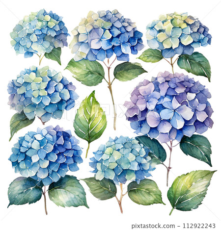 帶有水彩觸感的繡球花插圖 112922243