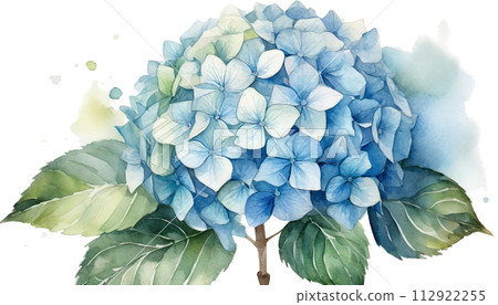 帶有水彩觸感的繡球花插圖 帶有水彩觸感的繡球花插圖 112922255