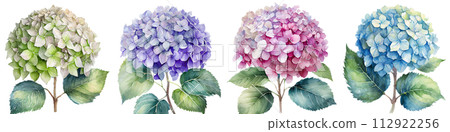 帶有水彩觸感的繡球花插圖 帶有水彩觸感的繡球花插圖 112922256