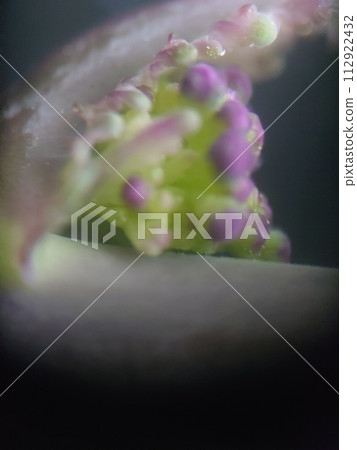 Buds starting to emerge from the side of a plant's stem 112922432
