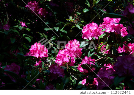 Epic flowers in nature shot in 120 frames per second. High quality 4k footage 112922441