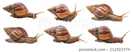 big helix snail isolated on white background big helix snail isolated on white background 112922574