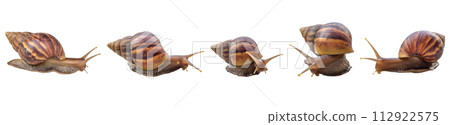 big helix snail isolated on white background 112922575