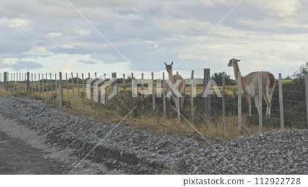 Guanaco Leaping Over Rural Fence in Slow Motion 112922728