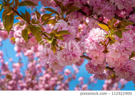 櫻花色~重瓣櫻花~會津~ 櫻花色~重瓣櫻花~會津~ 112922900