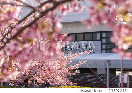 京都伏見、京阪電車淀站及河津櫻花 京都伏見、京阪電車淀站及河津櫻花 112922984