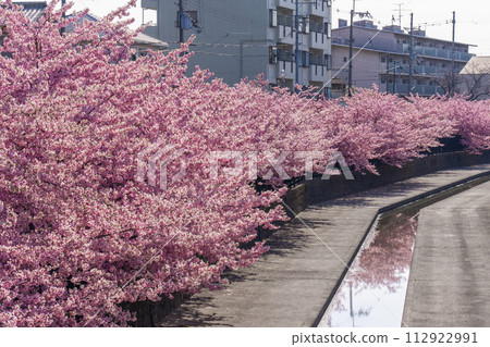 Kawazu cherry blossoms at Yodo Channel, Fushimi, Kyoto 112922991