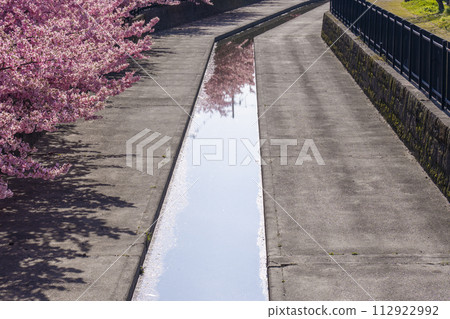 Kawazu cherry blossoms at Yodo Channel, Fushimi, Kyoto Kawazu cherry blossoms at Yodo Channel, Fushimi, Kyoto 112922992