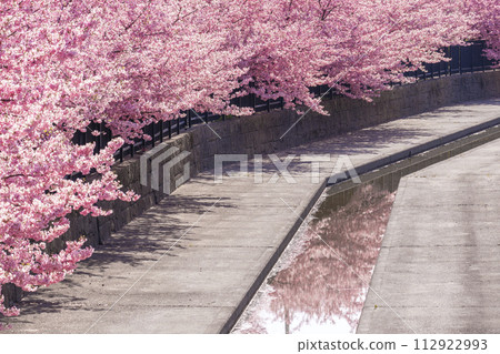 京都伏見澱水道的河津櫻花 京都伏見澱水道的河津櫻花 112922993