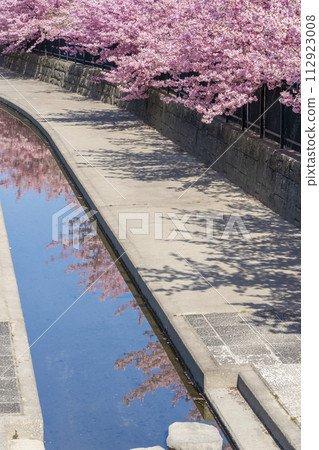 京都伏見澱水道的河津櫻花 112923008