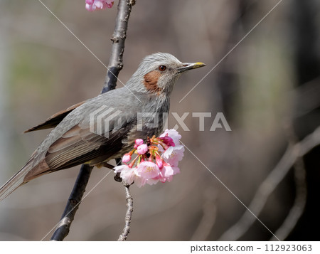 球莖 球莖 112923063