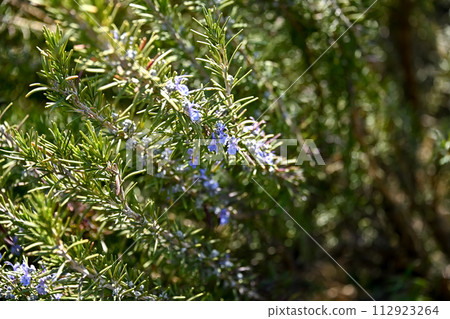 Rosemary	 112923264