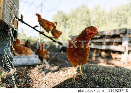 Red hen close-up stands out at a sustainable free-range farm. Organic farm life depicted by a hen outside the coop 112923748