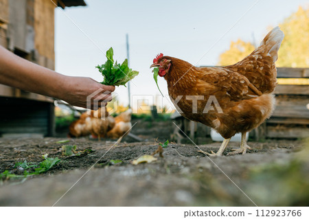 A large red hen close-up pecks grass from the hands of a farmer. Eco-friendly lifestyle with free-range chicken feeding. 112923766