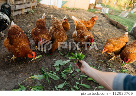 Red chickens eat fresh leaves from the farmer's hands in the chicken coop. A flock of free-range chickens enjoying fresh feed. Red chickens eat fresh leaves from the farmer's hands in the chicken coop. A flock of free-range chickens enjoying fresh feed. 112923769