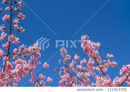 Kawazu cherry tree in full bloom and blue sky Kawazu cherry tree in full bloom and blue sky 112923792