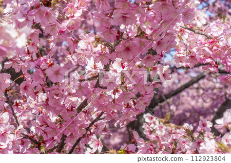 Kawazu cherry tree in full bloom and blue sky 112923804