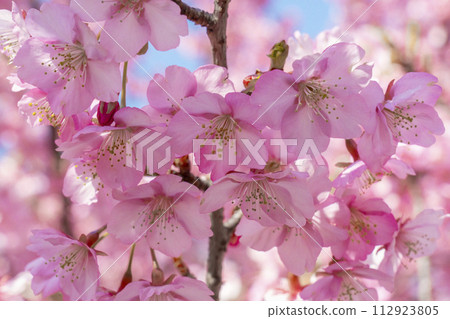 Kawazu cherry tree in full bloom and blue sky 112923805