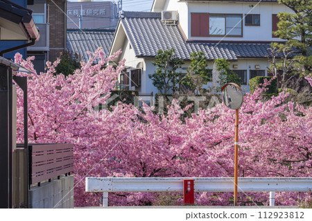 Kawazu cherry blossoms in full bloom along Yodo Channel, Fushimi, Kyoto 112923812