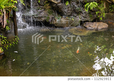 Beautiful tropical garden pond 112923911