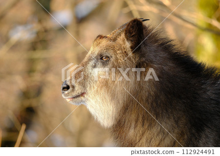 Side profile of a Japanese serow 112924491