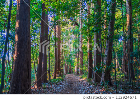 橫濱三穗市民森林日落嶺道路 橫濱三穗市民森林日落嶺道路 112924671