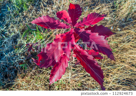 Autumn leaves of Quercus serrata.It is surprising to see such a color. 112924673